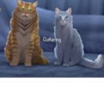 { Warrior Cat Fan Club }