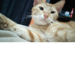 El team gato XD