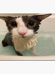 soggy cat1