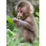 The_Monkey_Squad