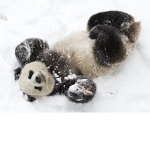 Panda eat bamboo boi