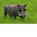 Team Hog