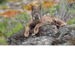 KND32310 LYNX FROG CAT WARRIOR CATS GROUP
