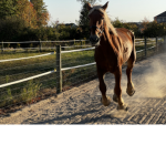 Animal World <3