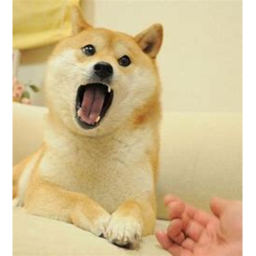 The Doge Chill area