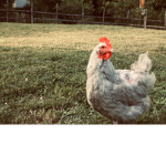 The aesthetic chickens