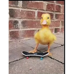Nohaters