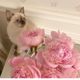 ♡ ｡˚