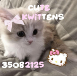 cute kwittens