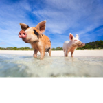 PigGang