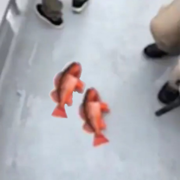 fish #too Roblox decal