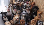 LouLou puppy gang