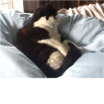 Protest keep cats