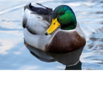 ɴᴇᴏɴ ᴅᴜᴄᴋɪᴇ ᴀʀᴍʏ
