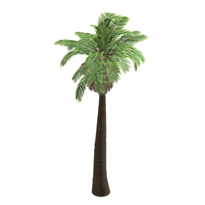 Palm Tree Nature Packisland Beach Tiki Coconut 