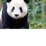 Hallows pandas
