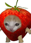 BABY ERDBERR