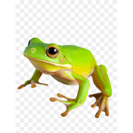 Nameless Frog