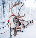 Reindeer Club's