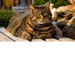 cats all amazing