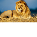 Lions are rock