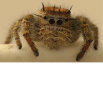 Spiders don’t know