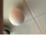 We are egg