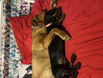 I have two pet dogs