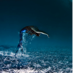 Star Swimming and Diving