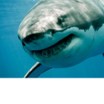 SHARK SQUAD!!!!!!!!!