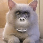 Catmonke Productions