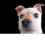 Lucas Fanbase