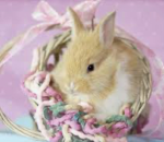 Bunny Lovers!*