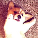 corgis fan club