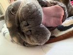 The preppy pets 4life