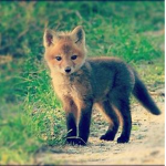 Team Renard :) !