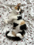 Cali_cat