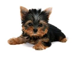 dog and puppy obby!!