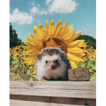 Boogie Boogie Hedgehogs