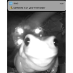 A Ribbit Thing