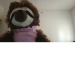 slow sloths club