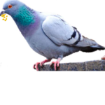 The Pigeon Group!