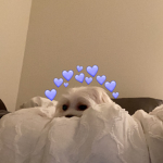 cykoi
