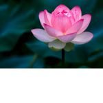 ~*flowers*~