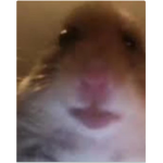 STARING HAMSTER team