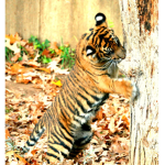 Fire Tiger Fan Group