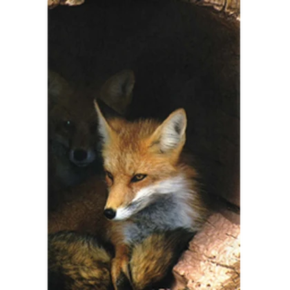 Nightmare Fox 2 Roblox group icon