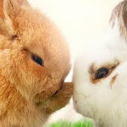 Bunny Simulator🥕