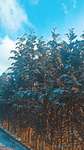 Die smashen Blaubeeren