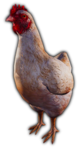 DA CHICKENS